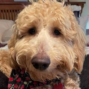 Meet your Posher, Sherry